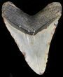 Huge, Megalodon Tooth - North Carolina #41154-2